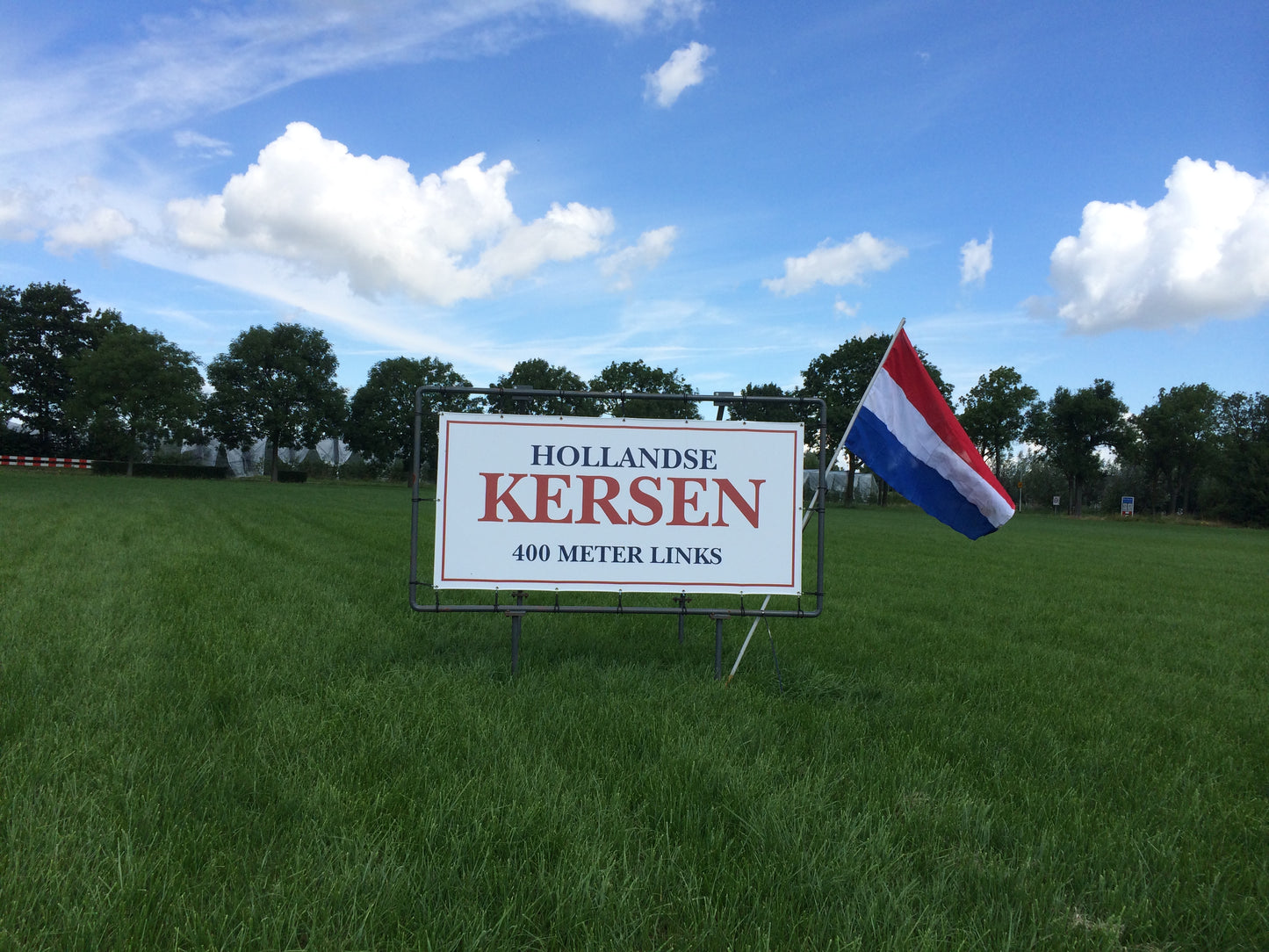 OUDE KERSENBOMEN  - 14 Rassen Zoete Zwarte Kersen (14 jaar oud)