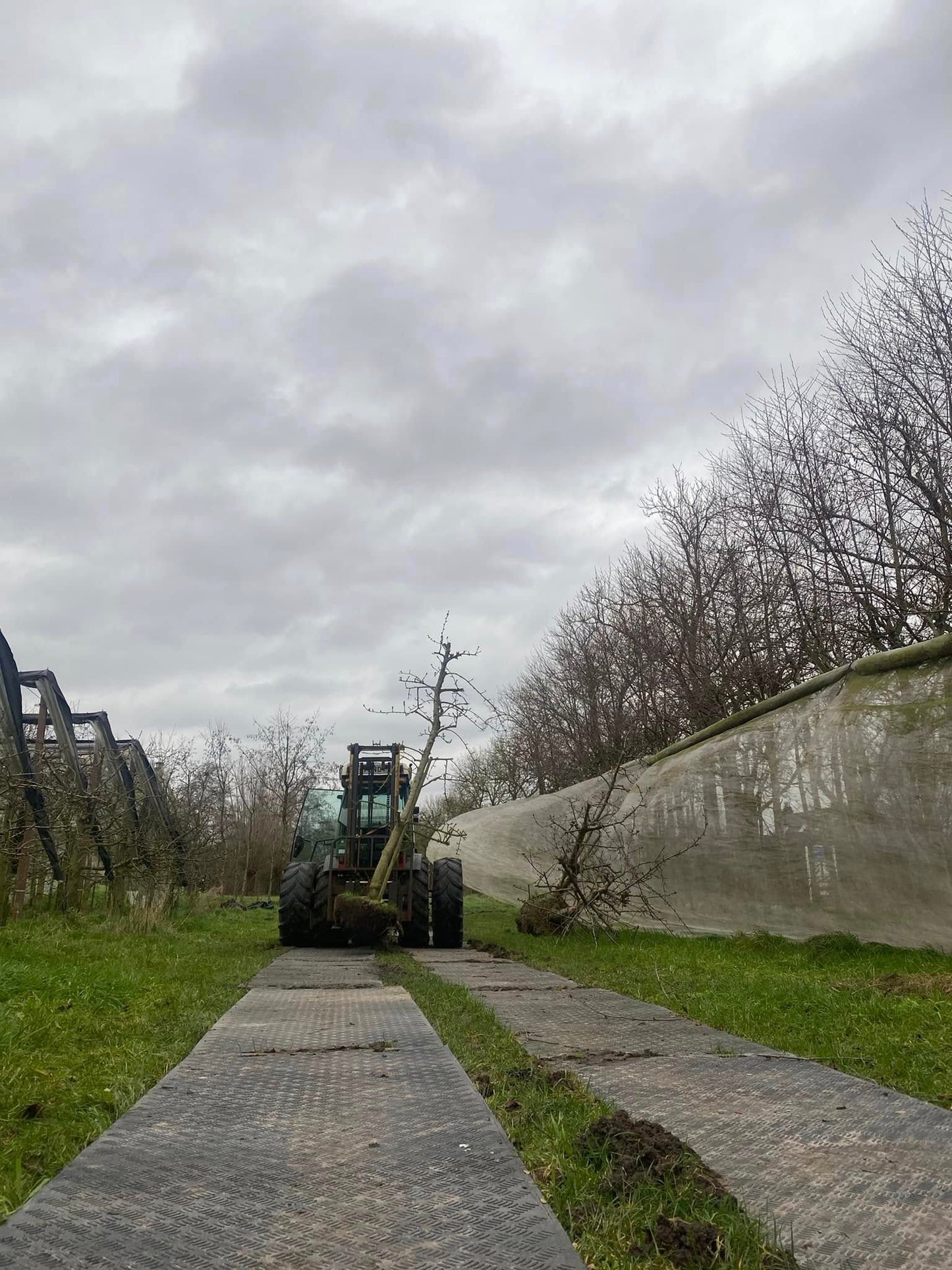 OUDE KERSENBOMEN  - 14 Rassen Zoete Zwarte Kersen (14 jaar oud)