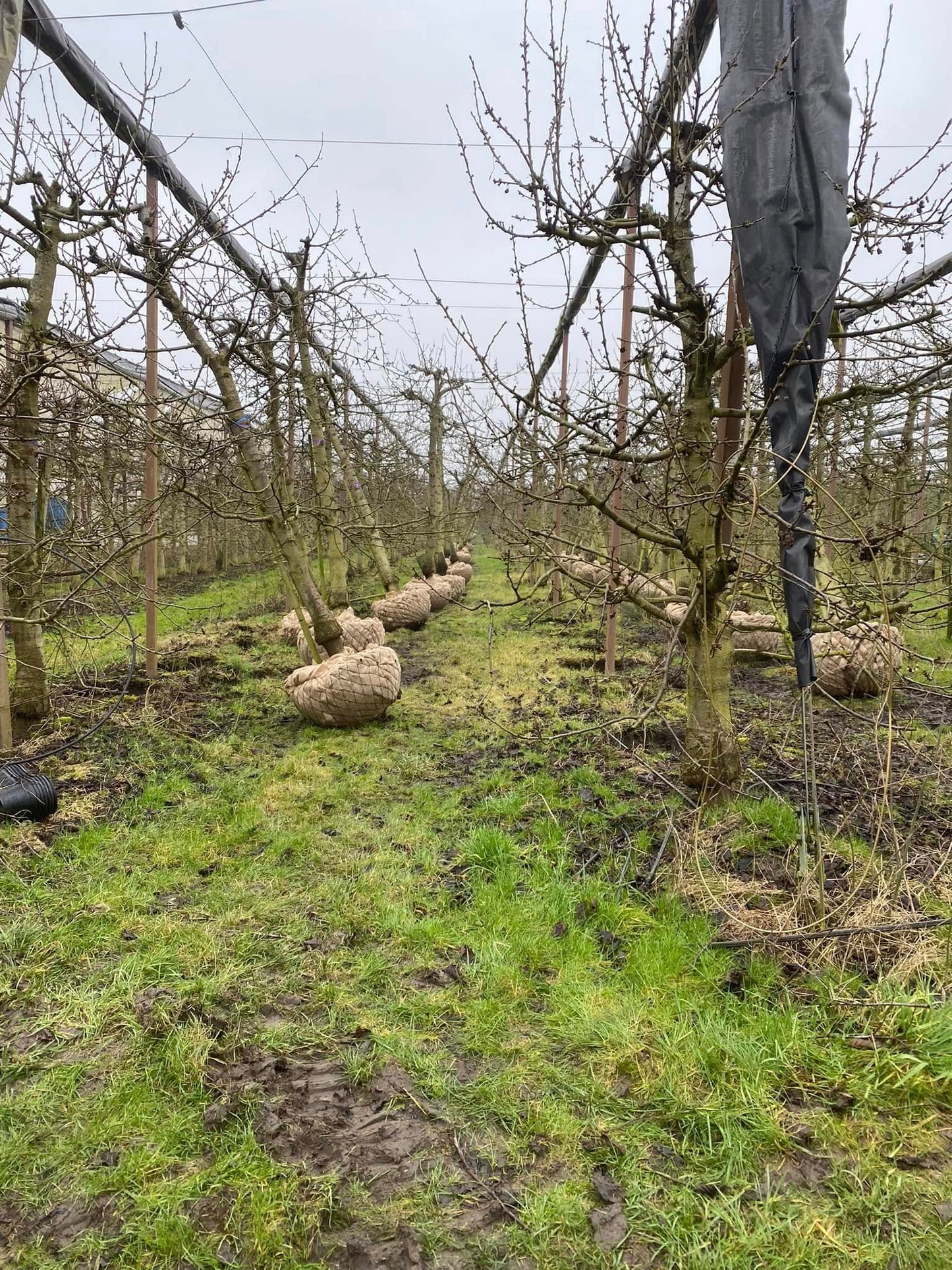 OUDE KERSENBOMEN  - 14 Rassen Zoete Zwarte Kersen (14 jaar oud)