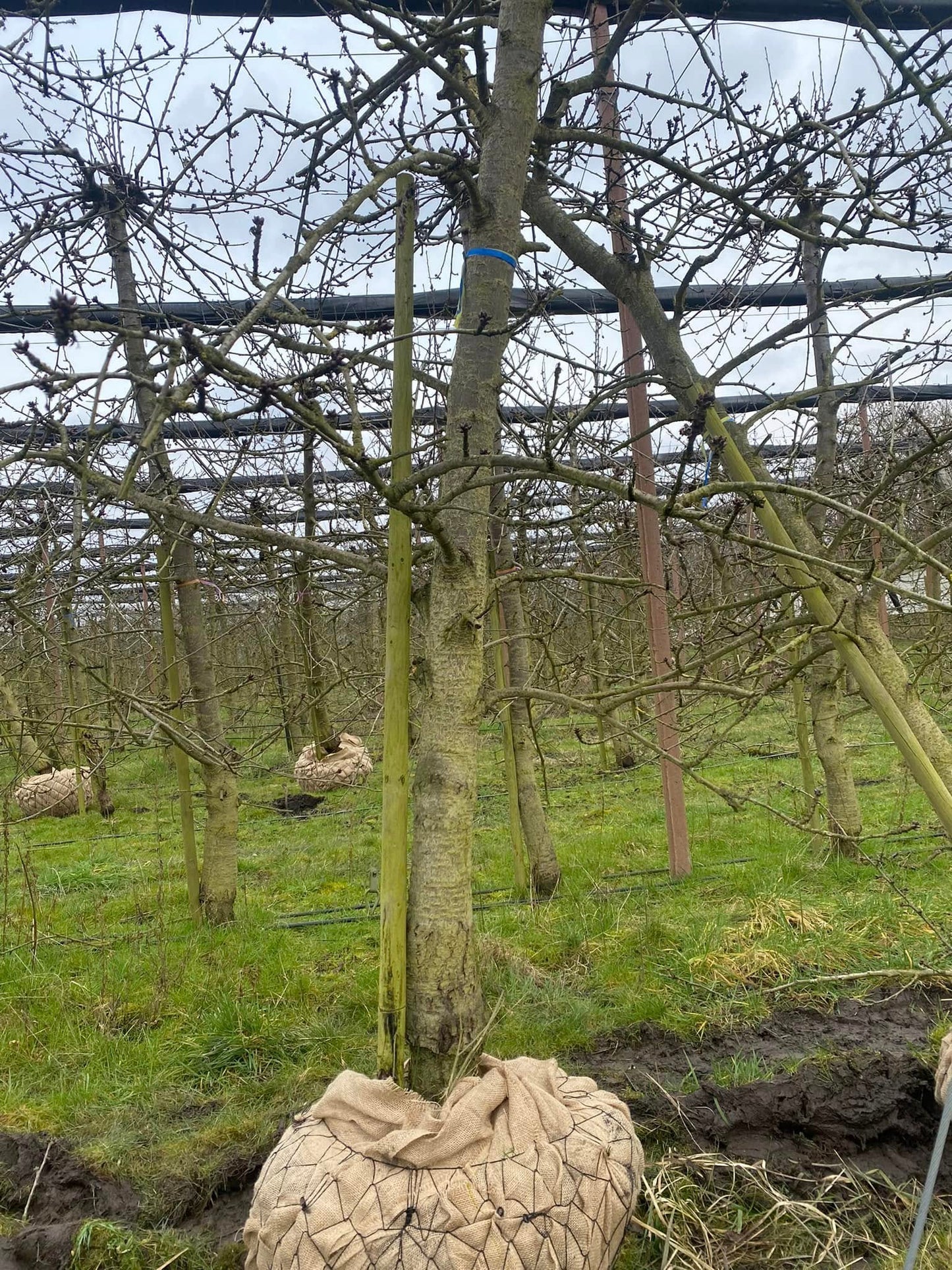 OUDE KERSENBOMEN  - 14 Rassen Zoete Zwarte Kersen (14 jaar oud)