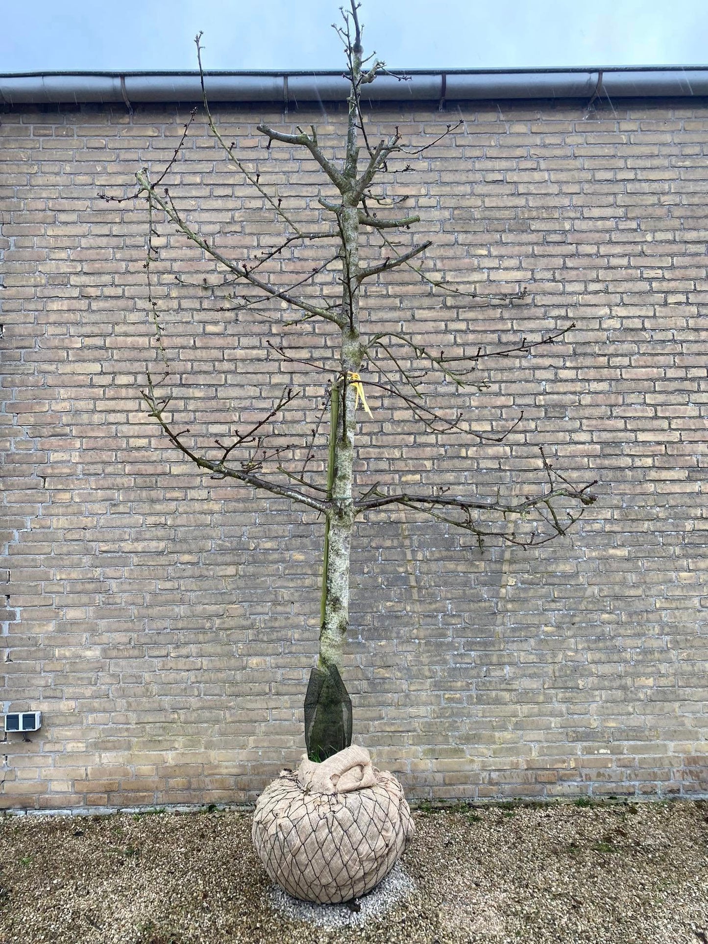 OUDE KERSENBOMEN  - 14 Rassen Zoete Zwarte Kersen (14 jaar oud)