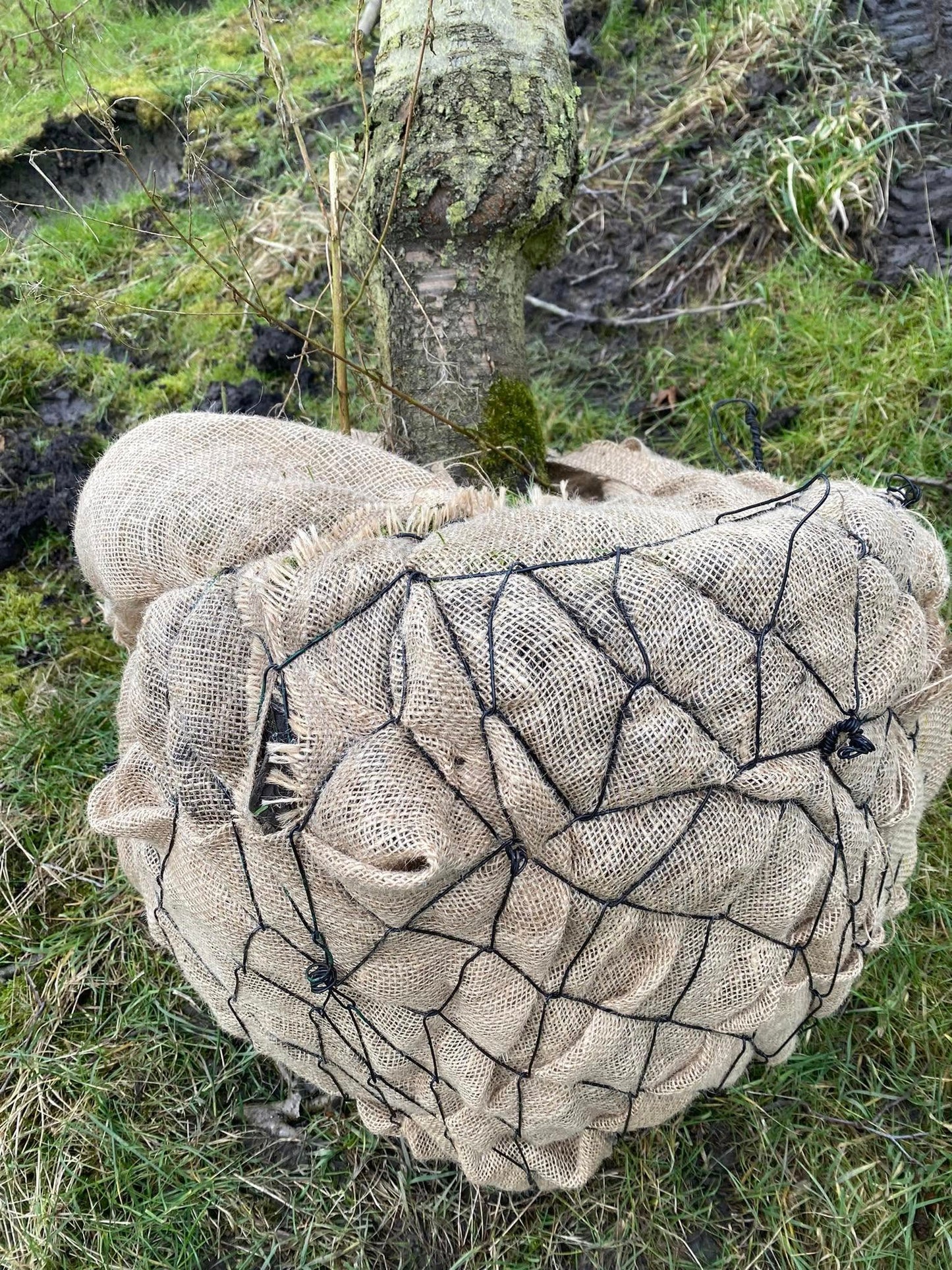 OUDE KERSENBOMEN  - 14 Rassen Zoete Zwarte Kersen (14 jaar oud)