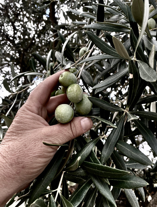 Premium Extra Vierge Olijfolie