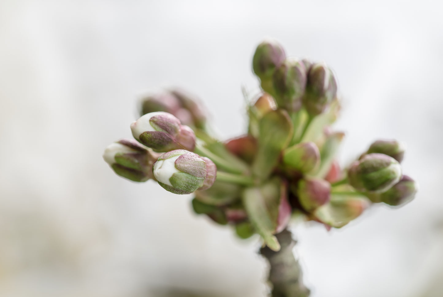 OUDE KERSENBOMEN  - 14 Rassen Zoete Zwarte Kersen (14 jaar oud)
