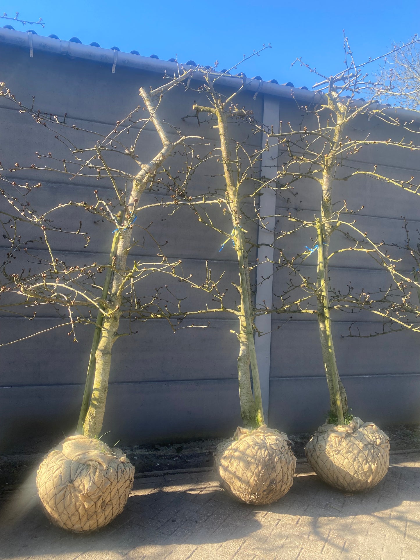 OUDE KERSENBOMEN  - 14 Rassen Zoete Zwarte Kersen (14 jaar oud)