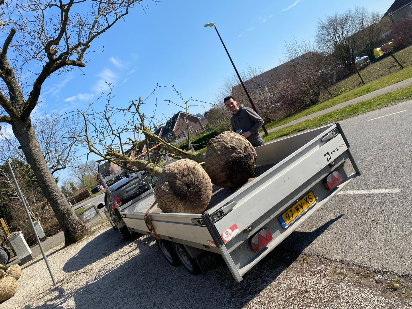 OUDE KERSENBOMEN  - 14 Rassen Zoete Zwarte Kersen (14 jaar oud)