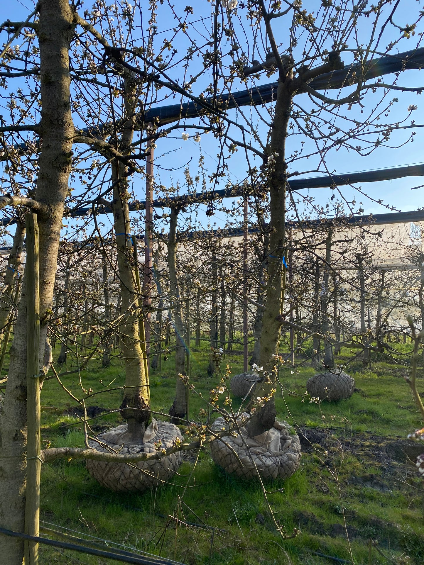 OUDE KERSENBOMEN  - 14 Rassen Zoete Zwarte Kersen (14 jaar oud)
