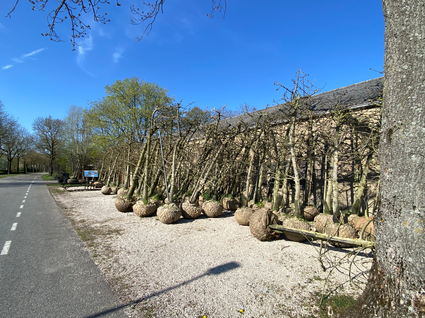 OUDE KERSENBOMEN  - 14 Rassen Zoete Zwarte Kersen (14 jaar oud)