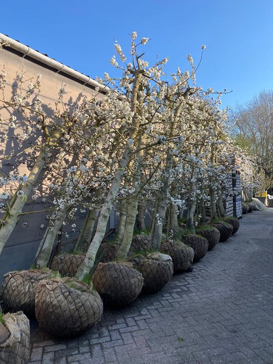 OUDE KERSENBOMEN  - 14 Rassen Zoete Zwarte Kersen (14 jaar oud)