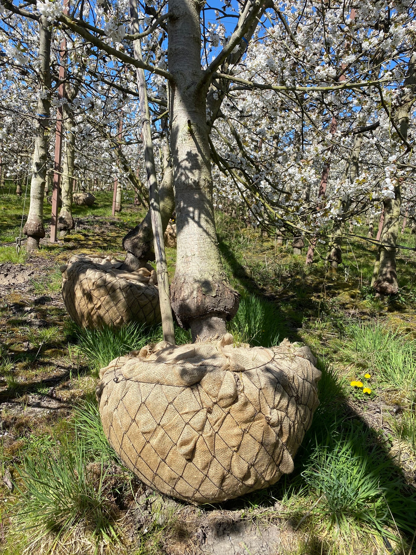 OUDE KERSENBOMEN  - 14 Rassen Zoete Zwarte Kersen (14 jaar oud)