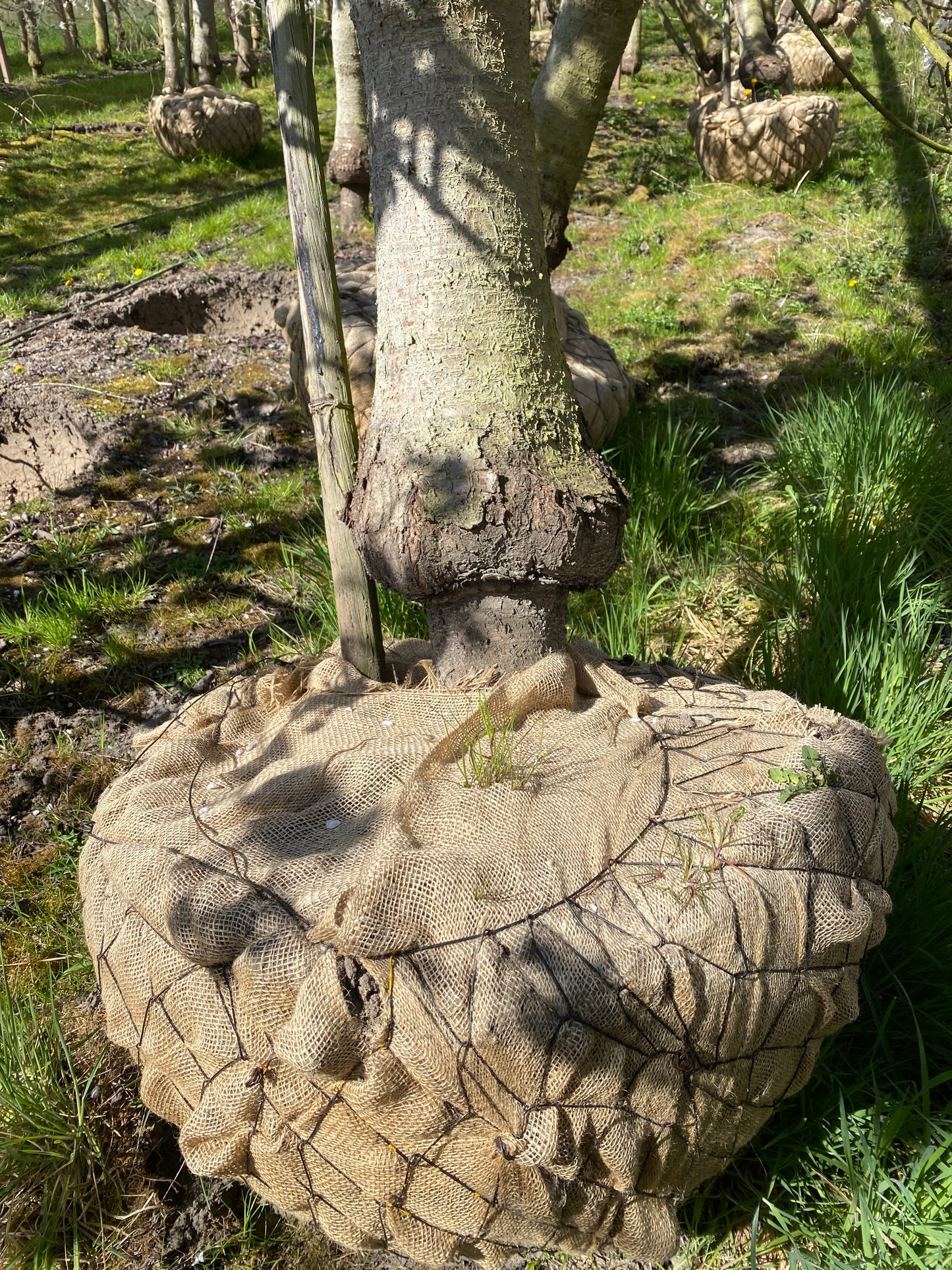 OUDE KERSENBOMEN  - 14 Rassen Zoete Zwarte Kersen (14 jaar oud)