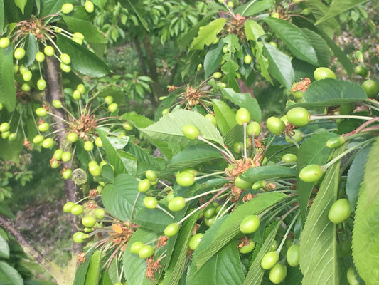 OUDE KERSENBOMEN  - 14 Rassen Zoete Zwarte Kersen (14 jaar oud)